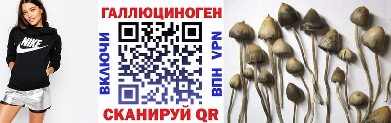 Псилоцибиновые грибы Psilocybe ссылка на мегу ТОР дарк нет клад Карабулак